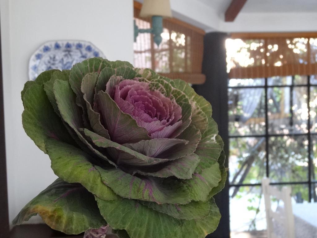 Posada De La Flor Colonia del Sacramento Pokoj fotografie