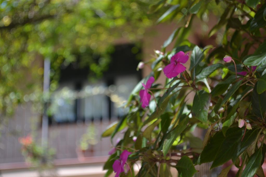 Posada De La Flor Colonia del Sacramento Exteriér fotografie